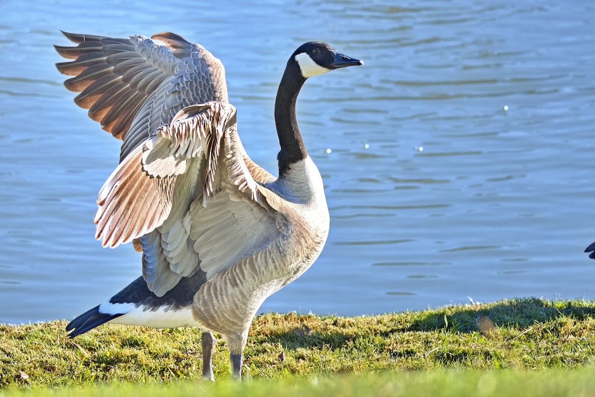 Barnacla Canadiense Grande - ML646676276
