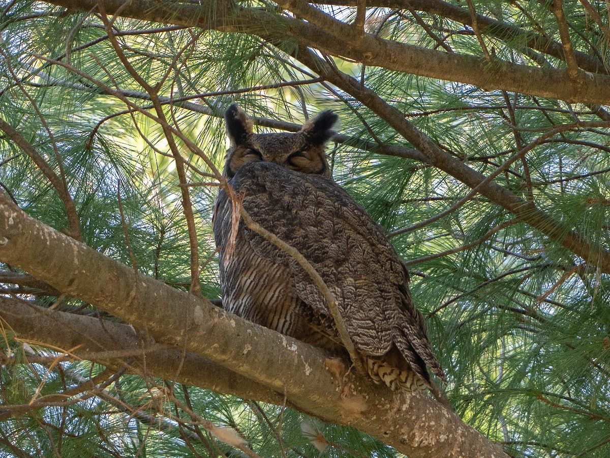 Great Horned Owl - ML646676285