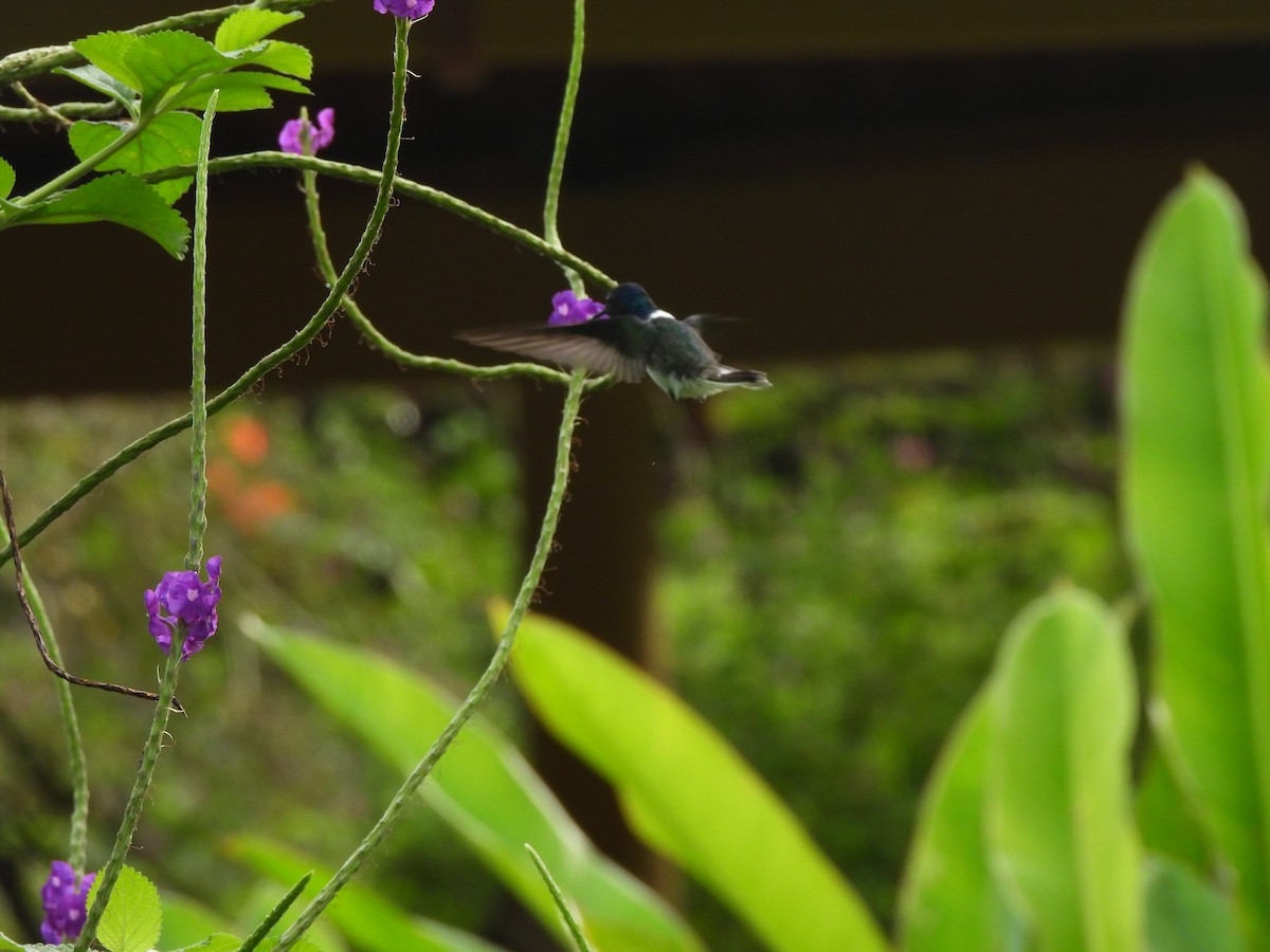 White-necked Jacobin - ML646676286