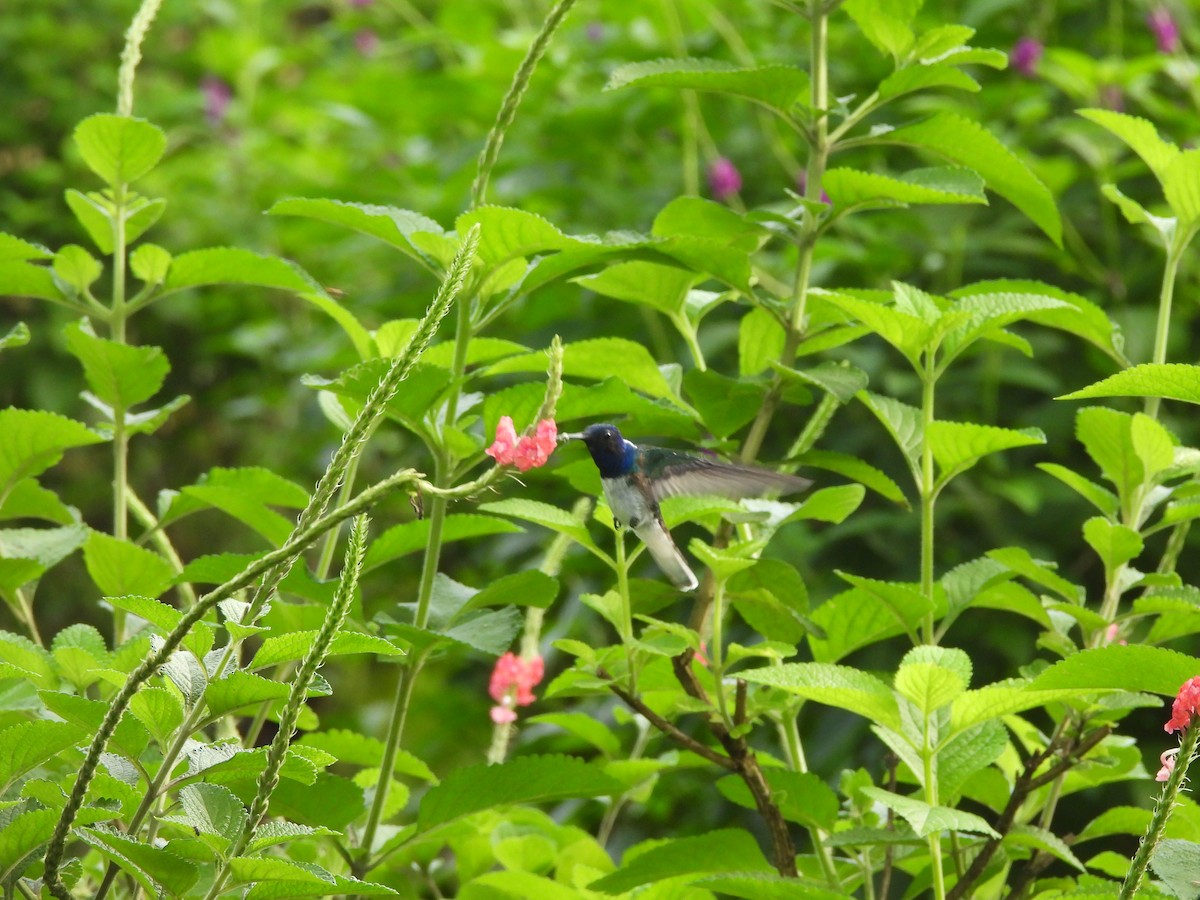 White-necked Jacobin - ML646676287