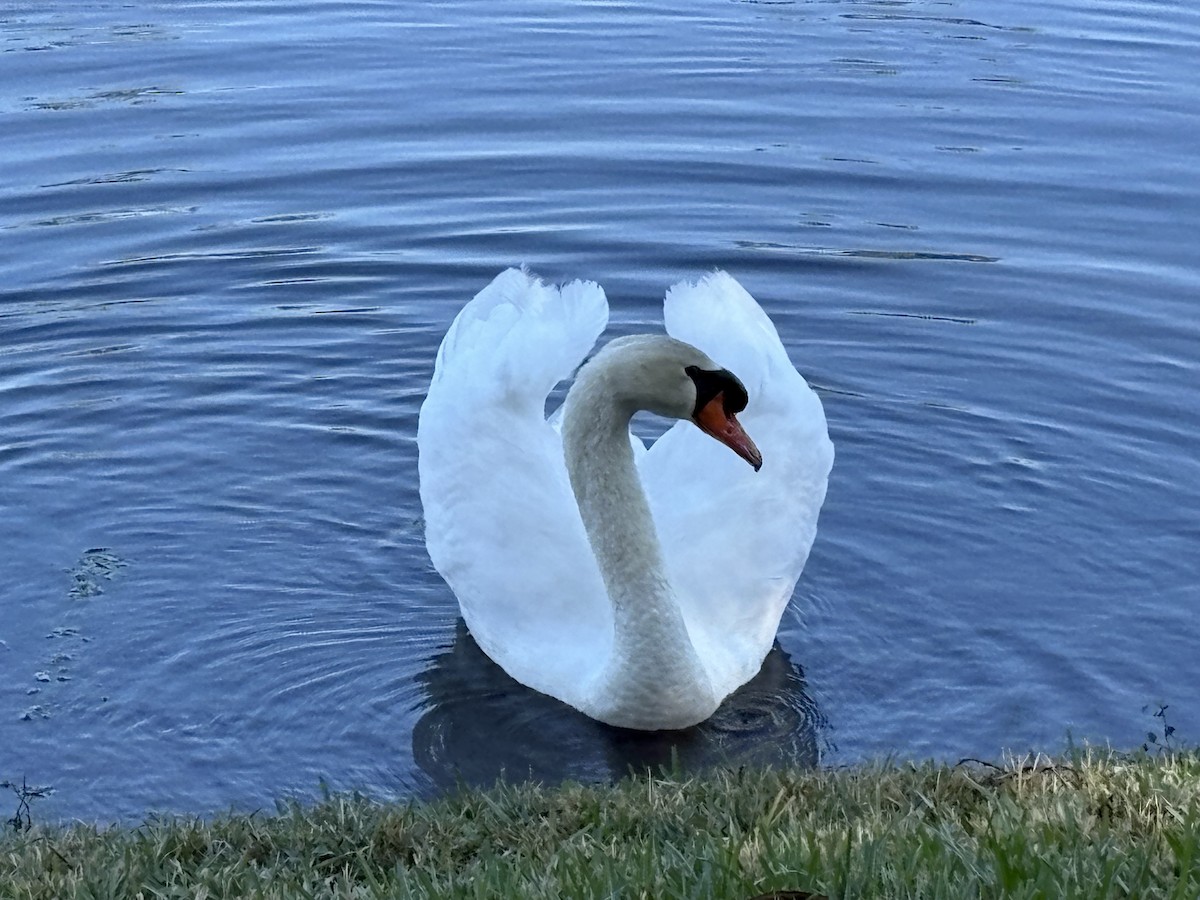 疣鼻天鵝 - ML646676288