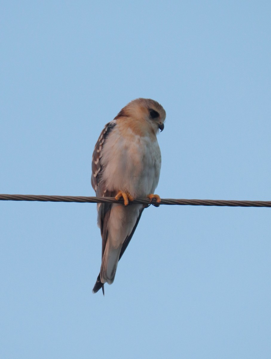 Black-winged Kite - ML646676290