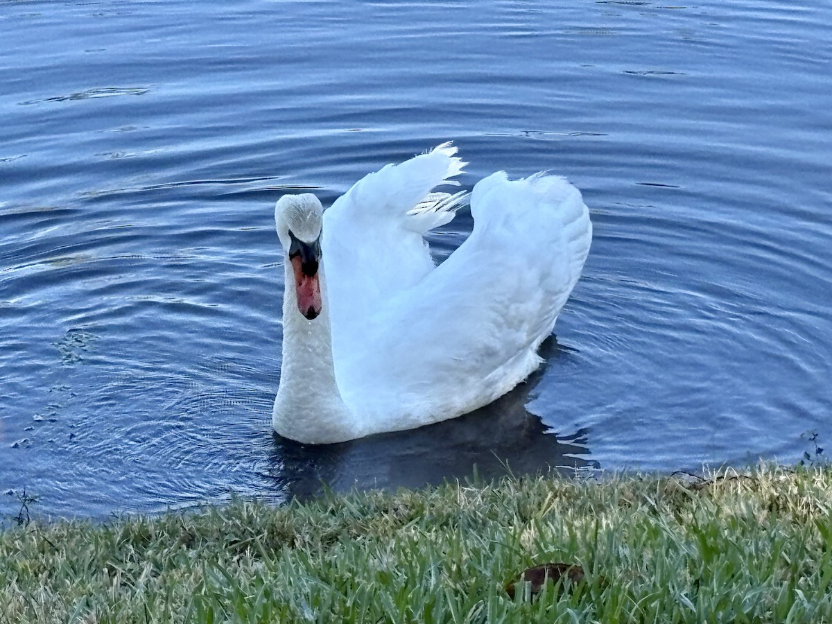 疣鼻天鵝 - ML646676295