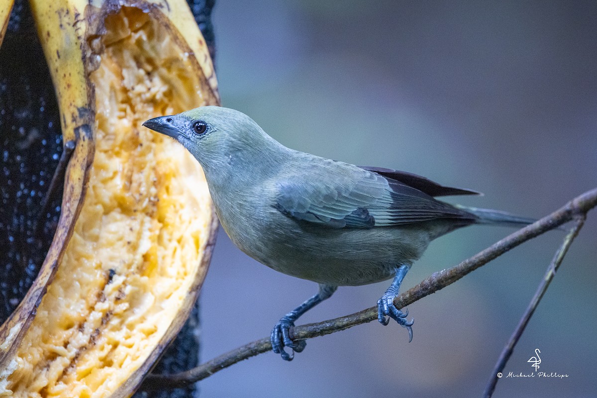 Tangara des palmiers - ML646676299