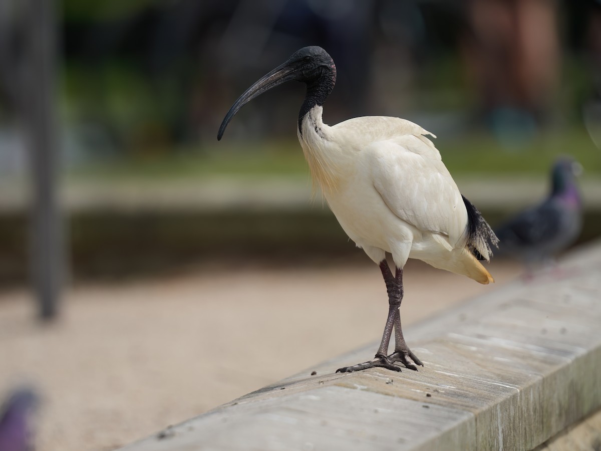Ibis Moluqueño - ML646676300