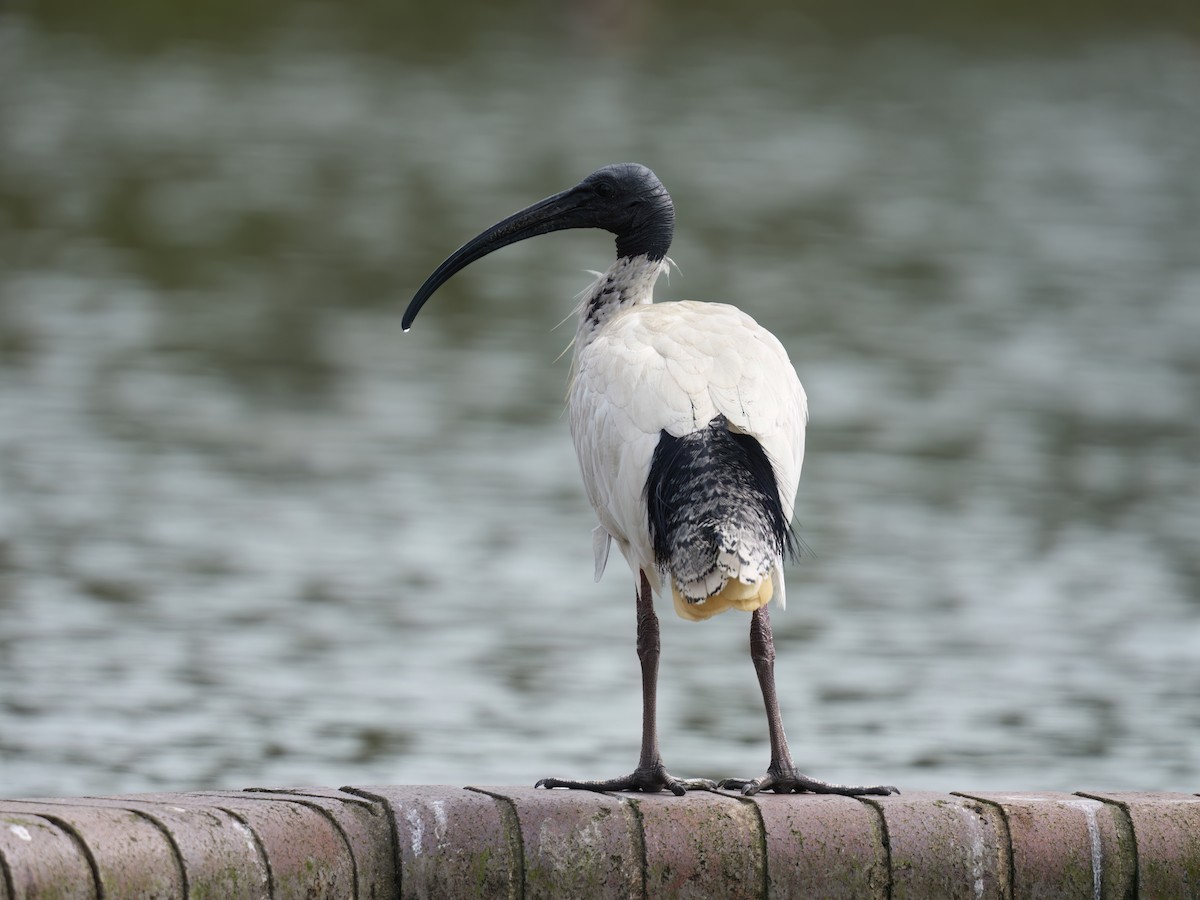 Ibis Moluqueño - ML646676301