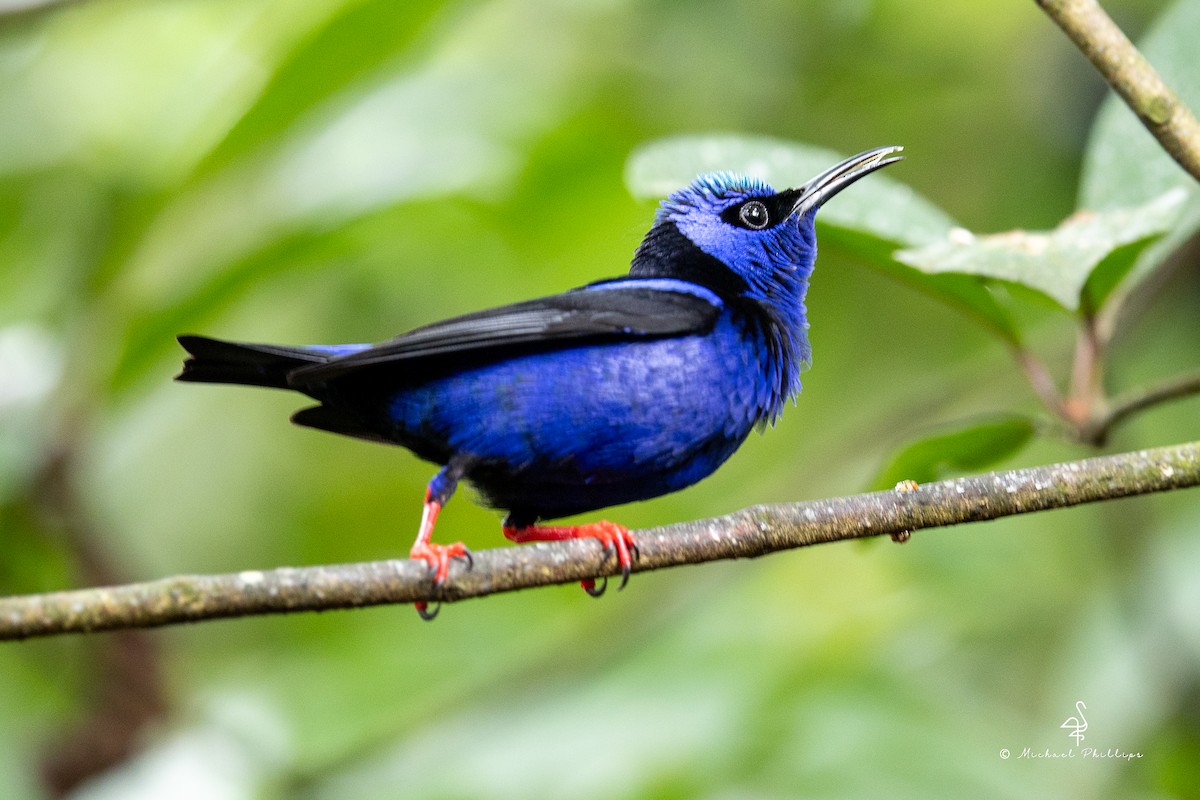 Red-legged Honeycreeper - ML646676304