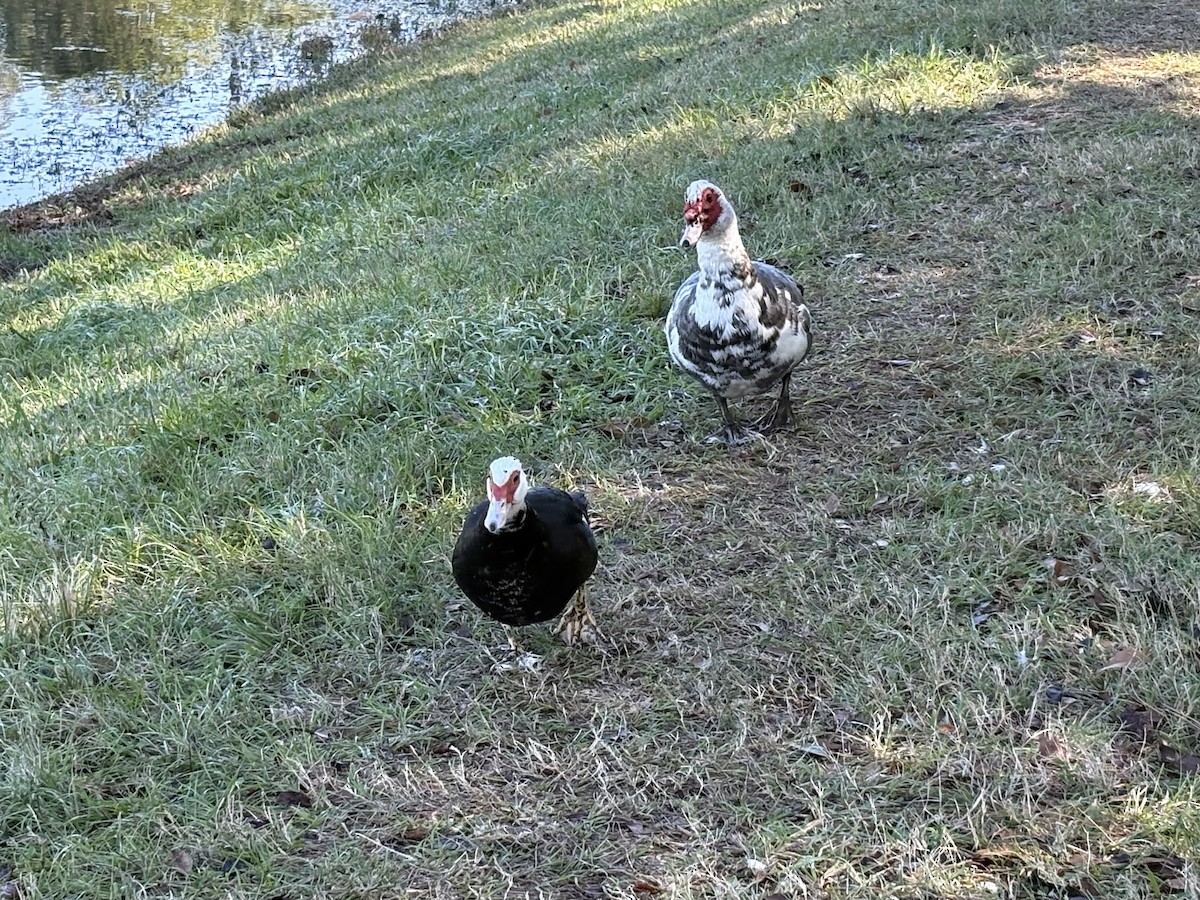 番鴨(馴化)(薑母鴨) - ML646676305