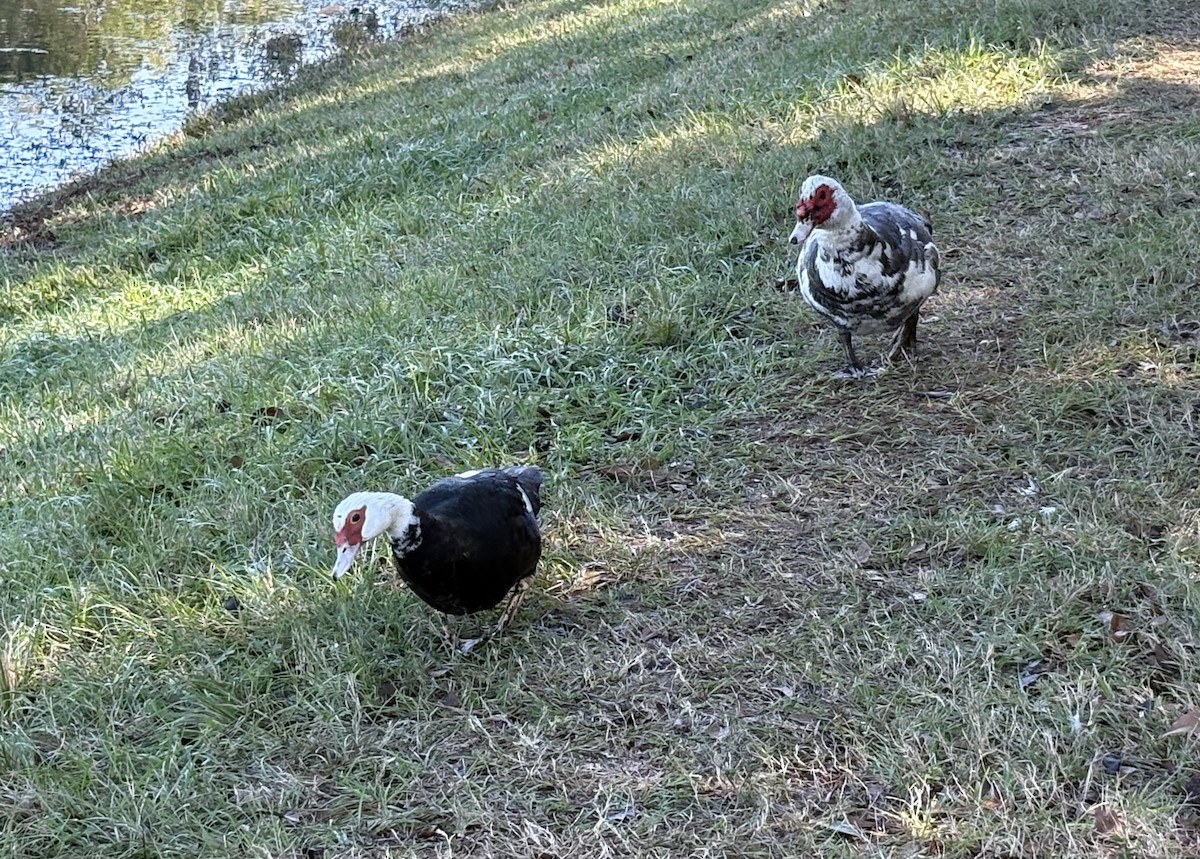 番鴨(馴化)(薑母鴨) - ML646676307