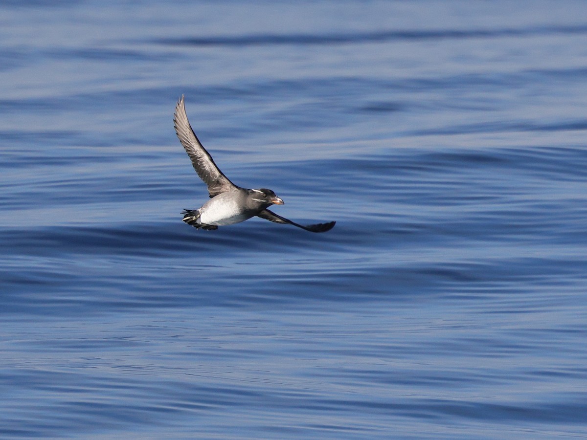 Rhinoceros Auklet - ML646676309