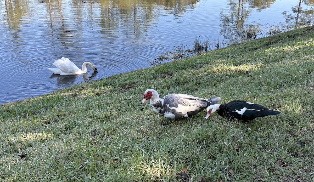 番鴨(馴化)(薑母鴨) - ML646676310