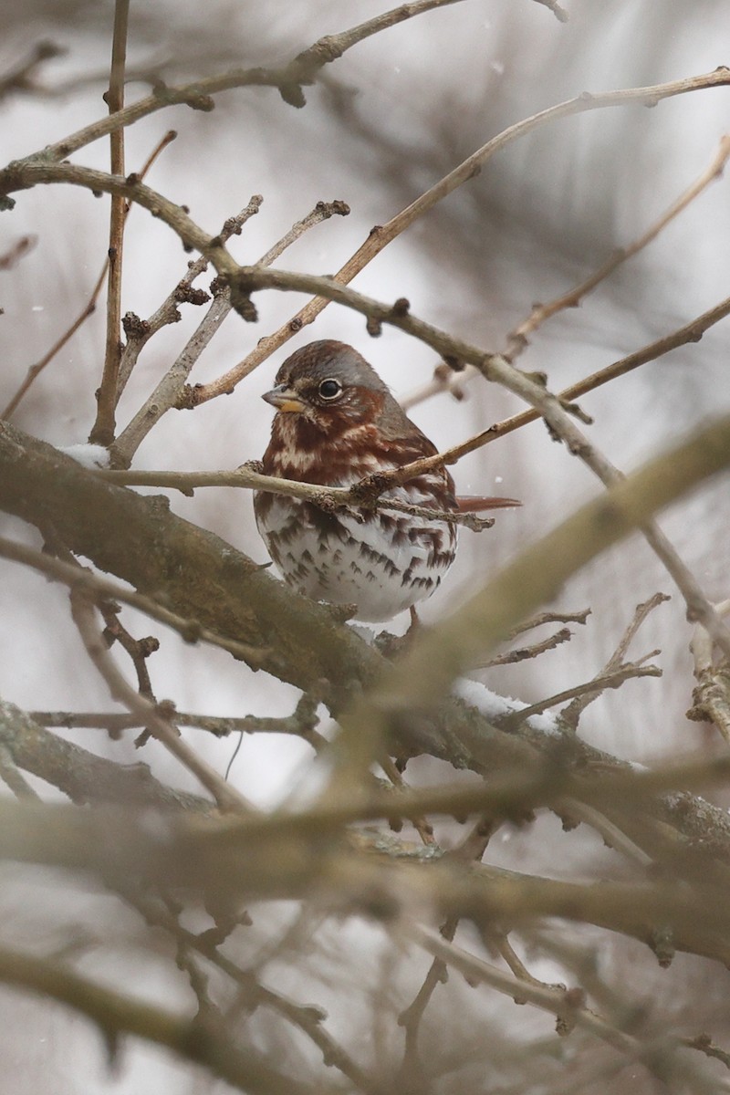 Fox Sparrow - ML646676311
