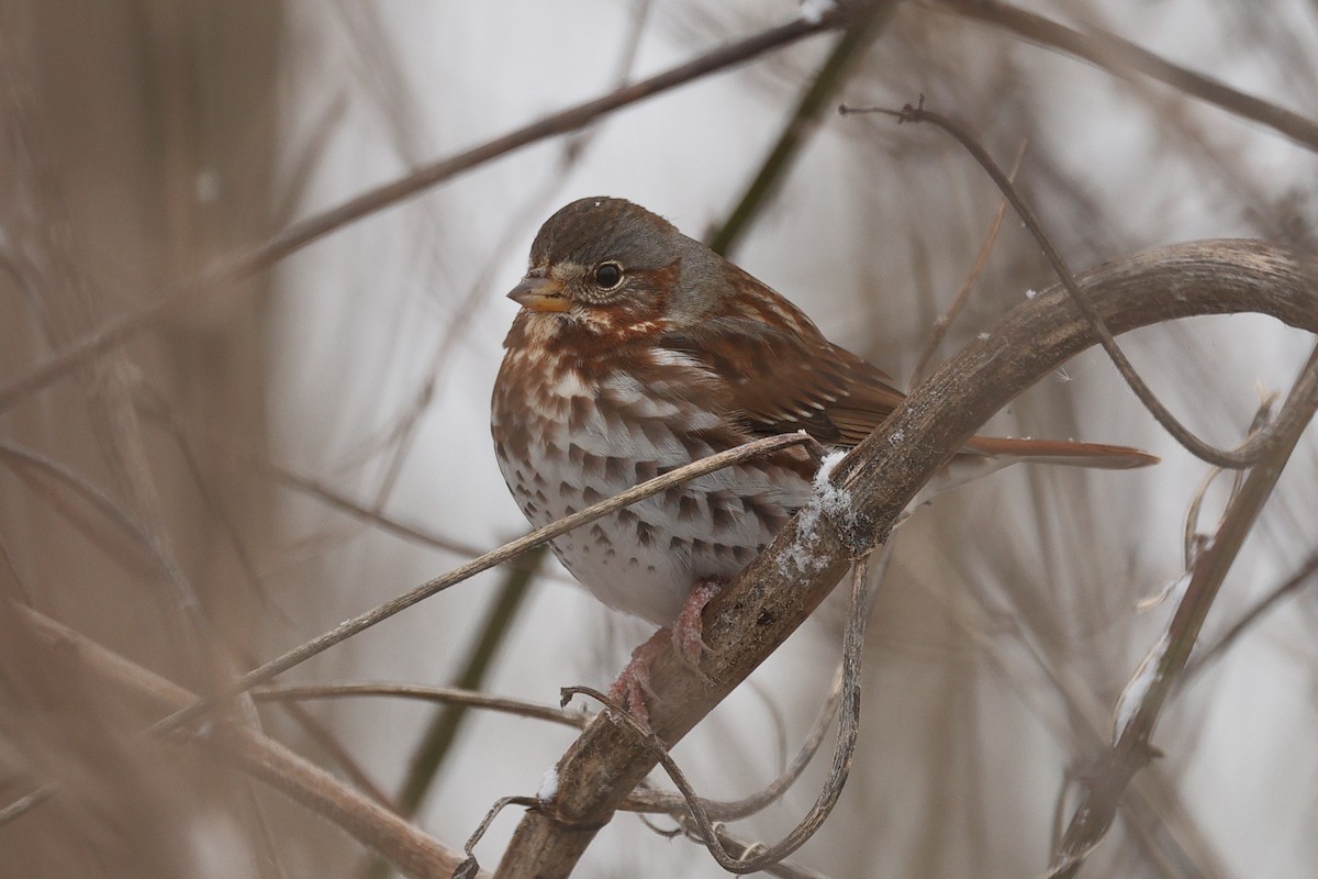 Fox Sparrow - ML646676312