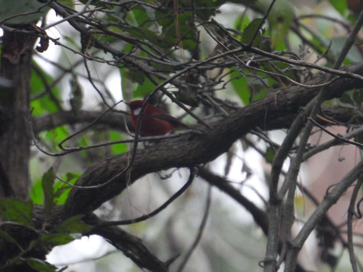 Red Warbler - ML646676313