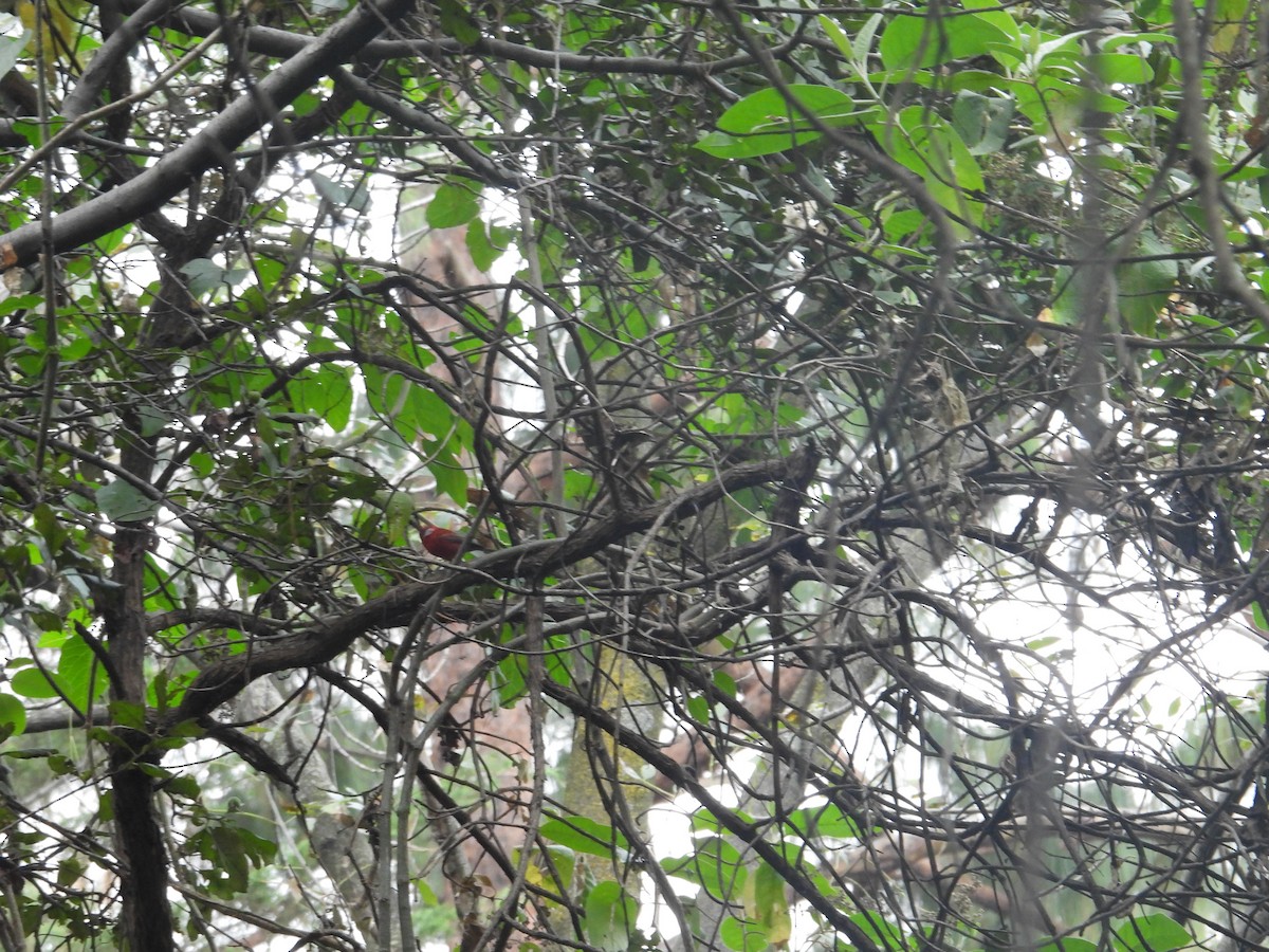 Red Warbler - ML646676314