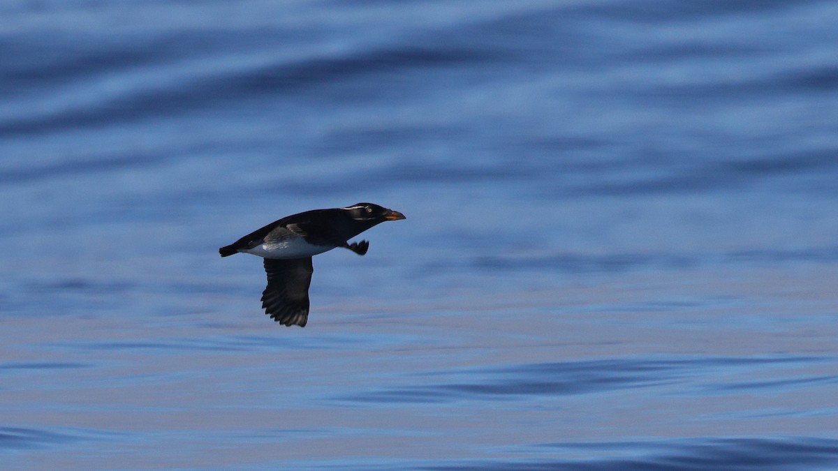 Rhinoceros Auklet - ML646676318