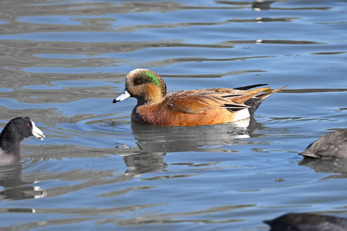 hvízdák americký - ML646676319