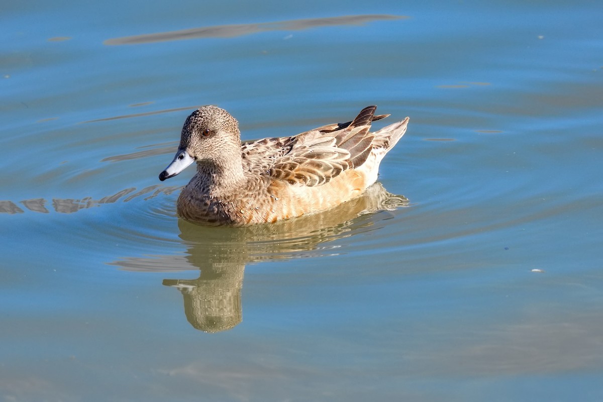 hvízdák americký - ML646676321