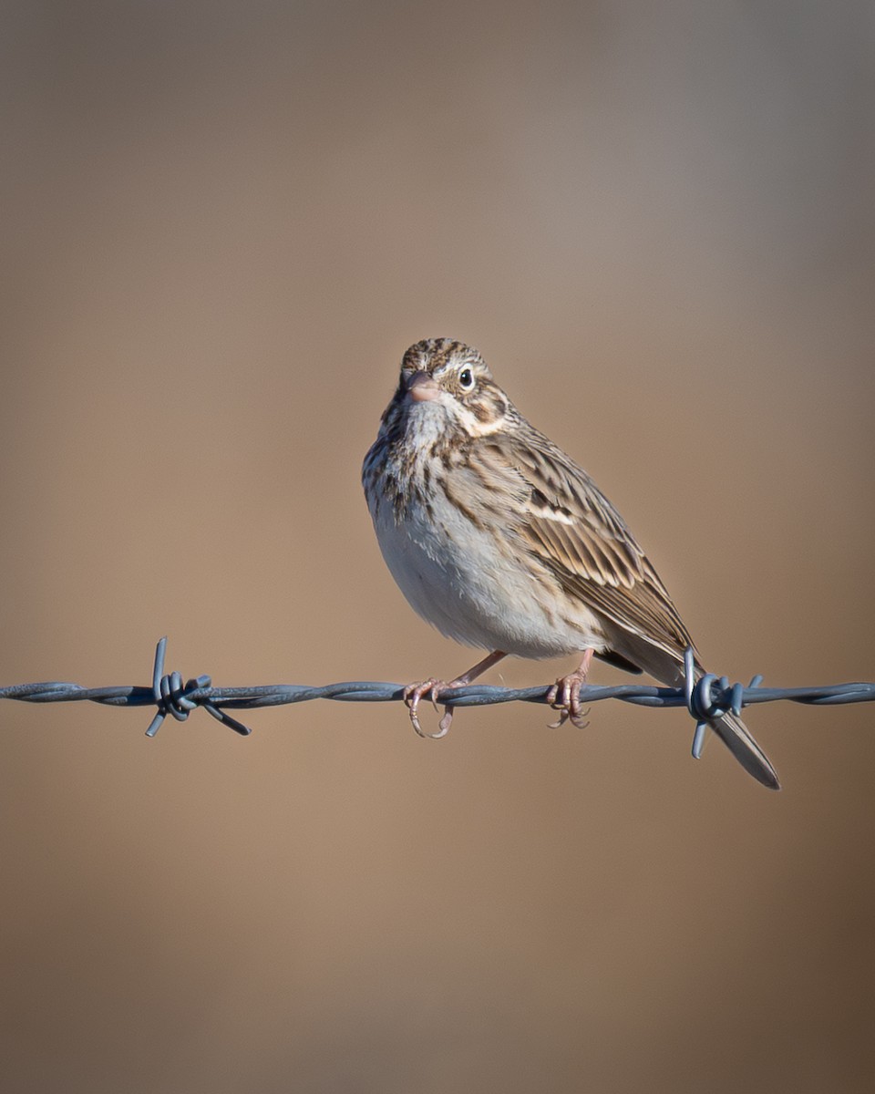 Vesper Sparrow - ML646676322