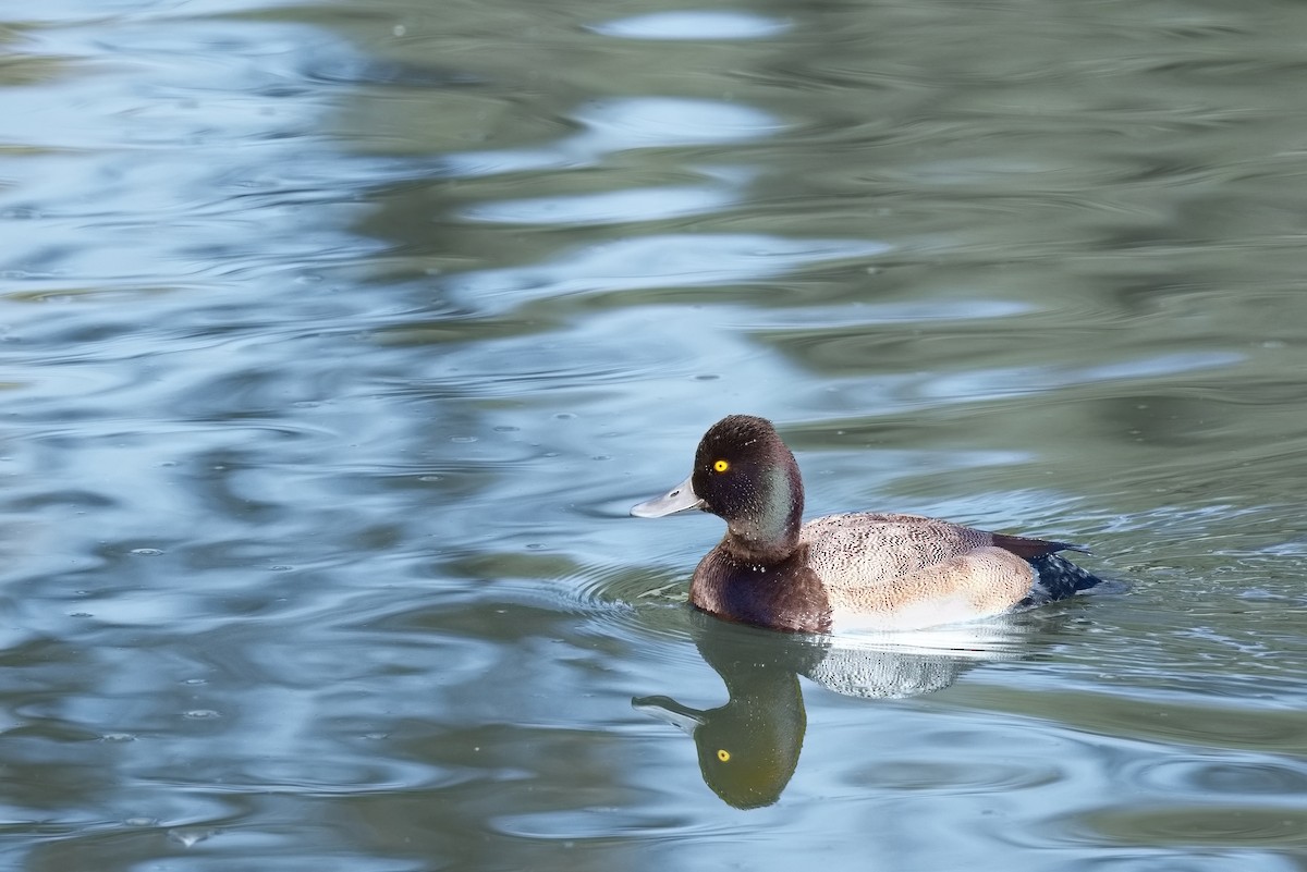 コスズガモ - ML646676323