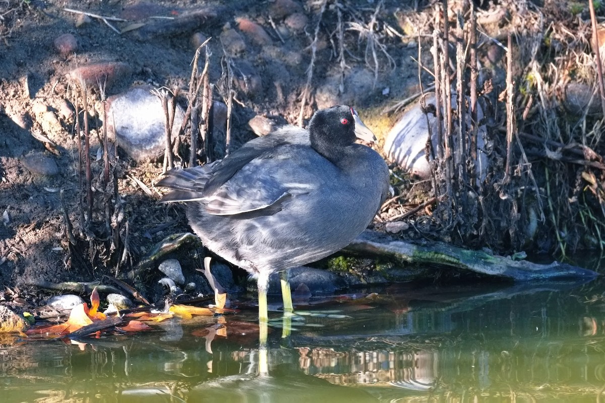 Focha Americana - ML646676324