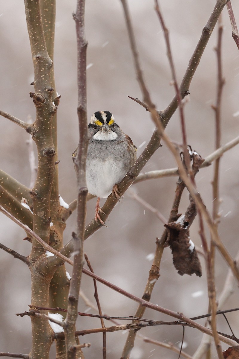 Bruant à gorge blanche - ML646676325