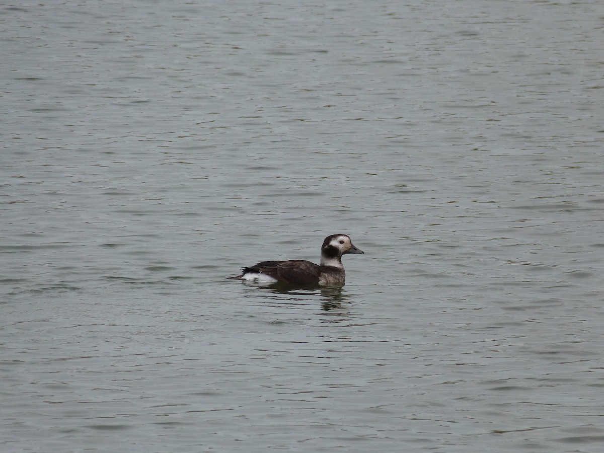 Long-tailed Duck - ML646676326