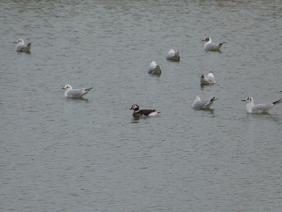 Long-tailed Duck - ML646676327