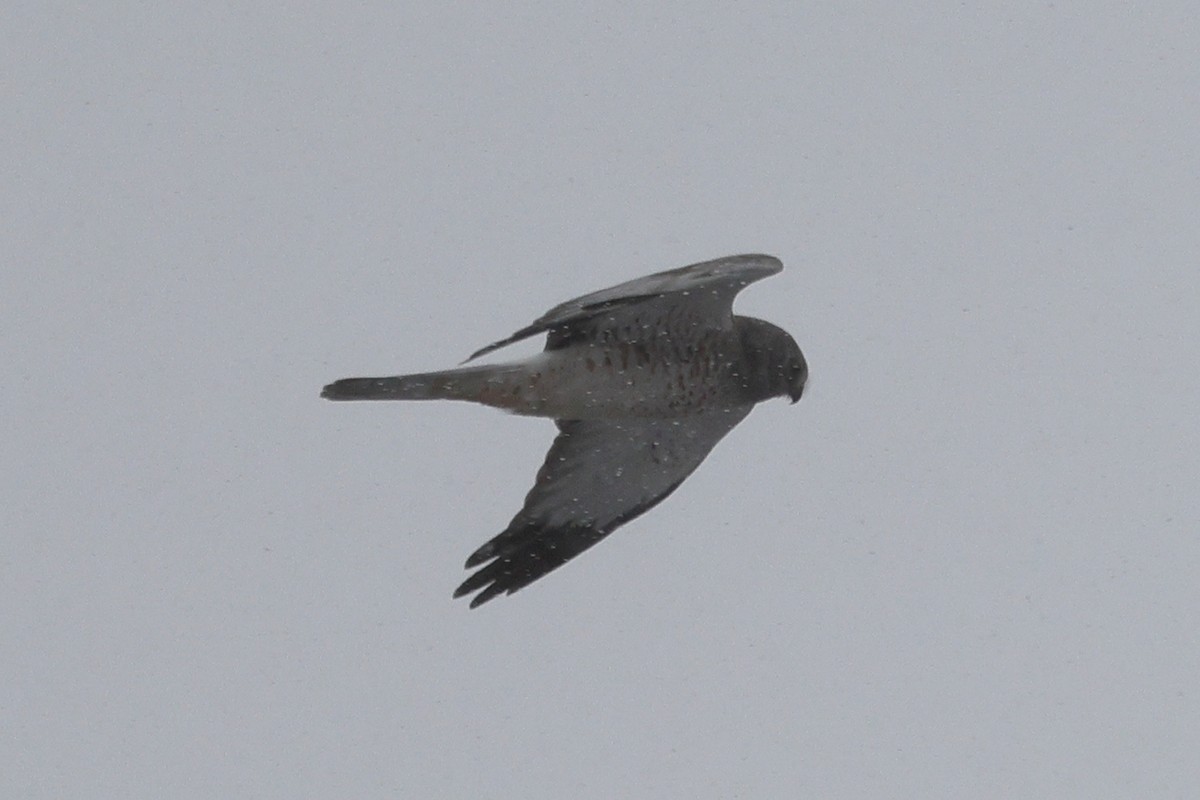 Northern Harrier - ML646676330