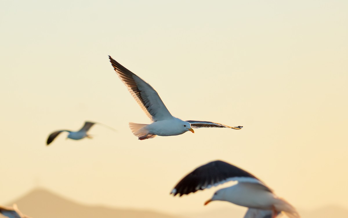 Western Gull - ML646676333