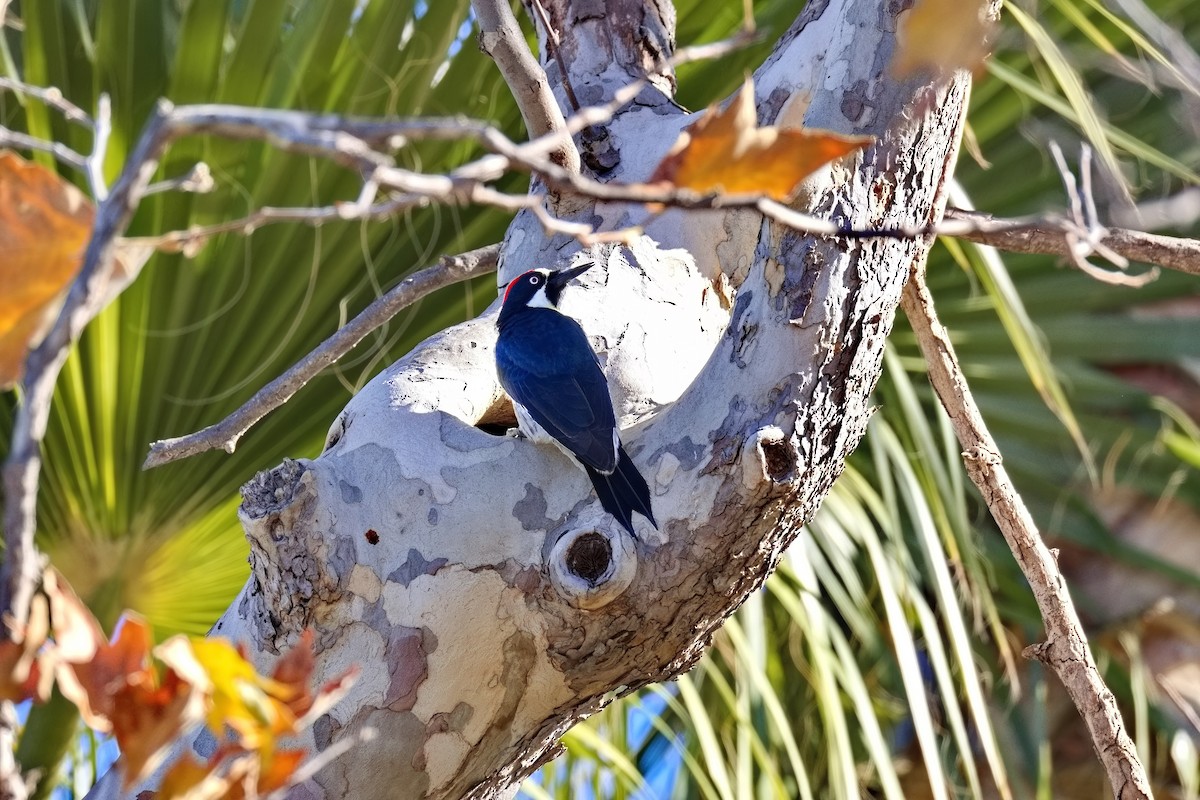 ドングリキツツキ - ML646676334