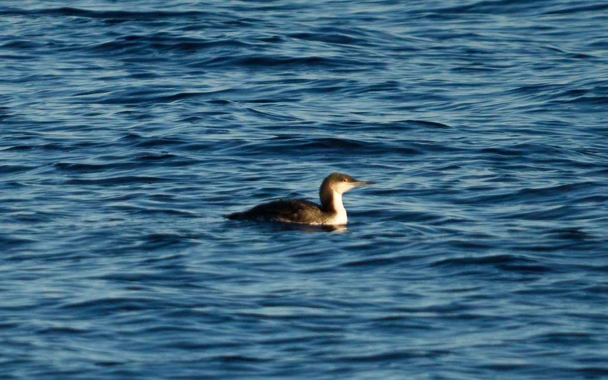 amerikastorlom - ML646676338