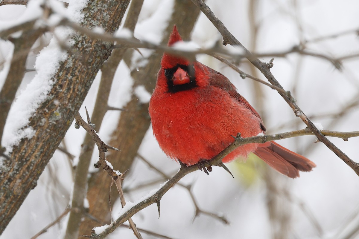 Cardinal rouge - ML646676339