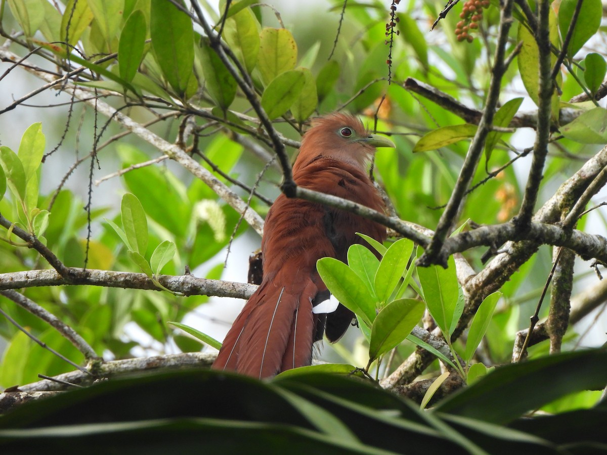 Common Squirrel-Cuckoo - ML646676341