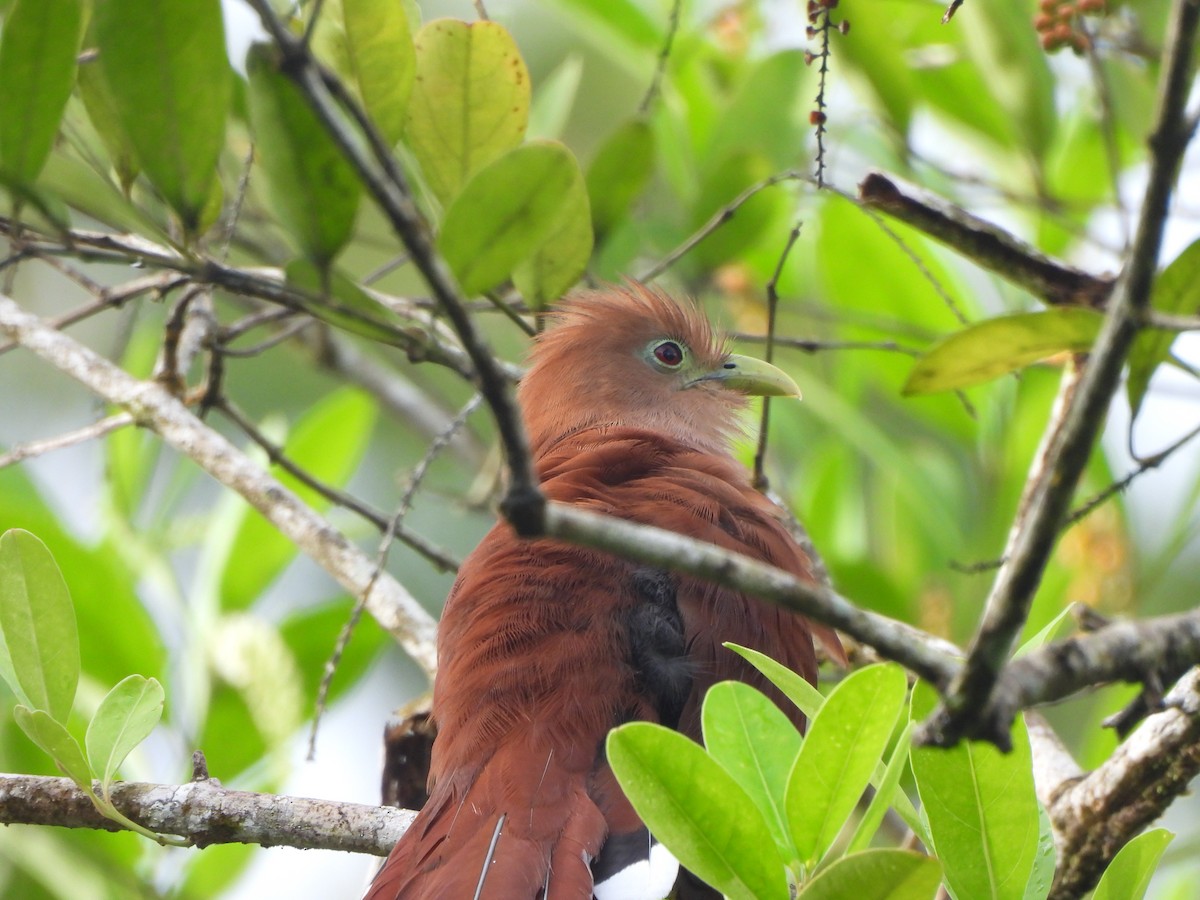 Common Squirrel-Cuckoo - ML646676342