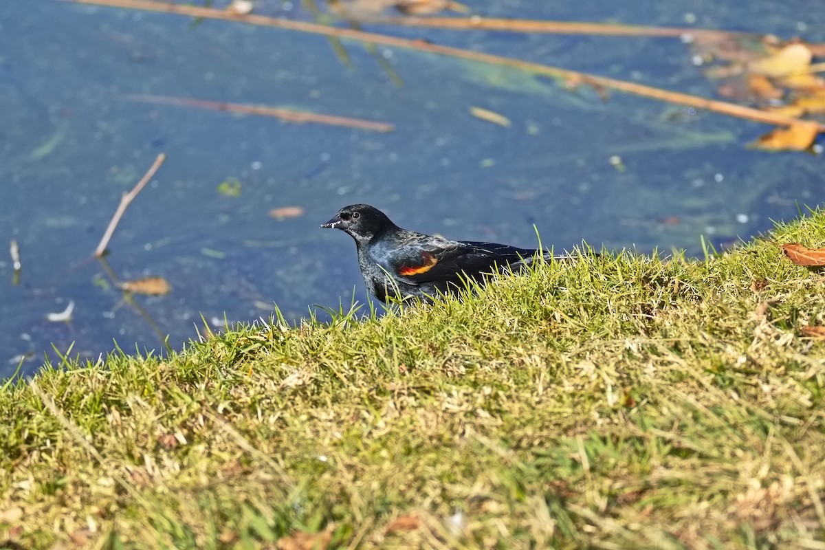 Красноплечий трупиал - ML646676347