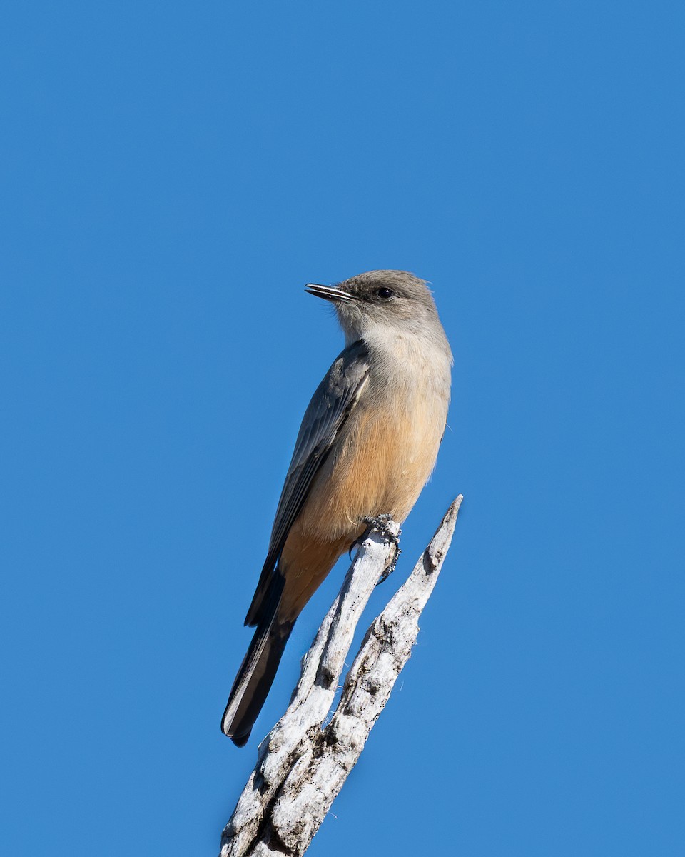 Say's Phoebe - ML646676348