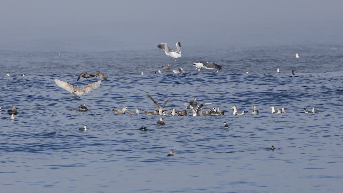 Western Gull - ML646676349