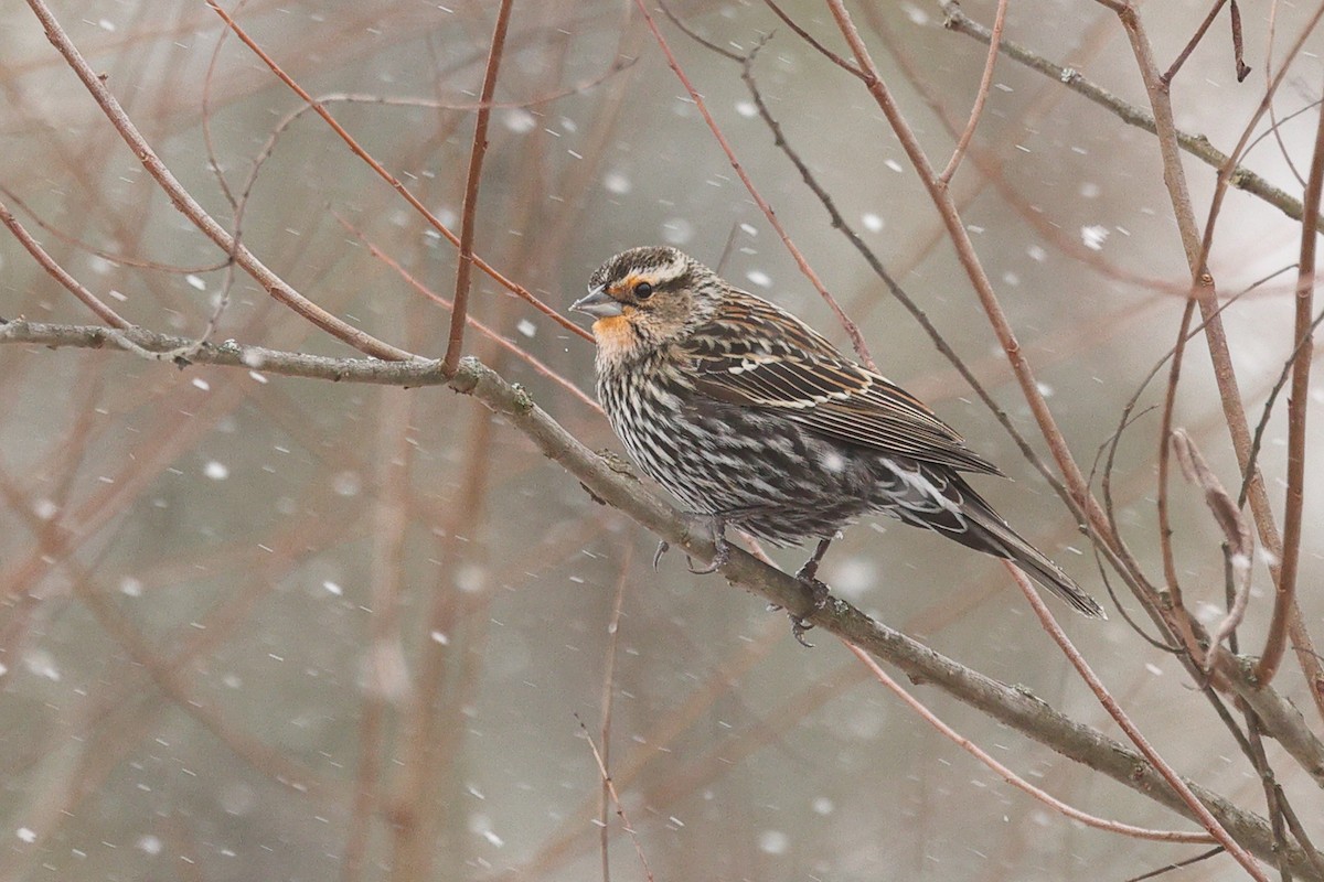 Красноплечий трупиал - ML646676351