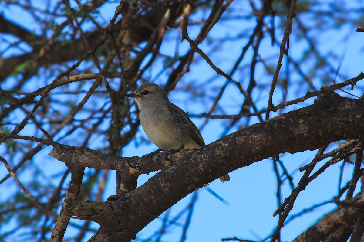 tornfluesnapper - ML646676353