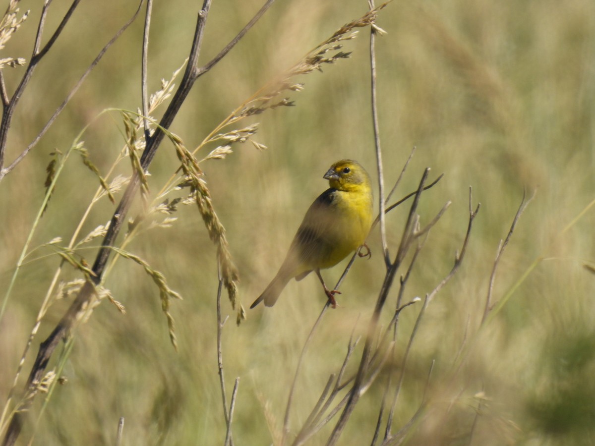 Grassland Yellow-Finch - ML646676357
