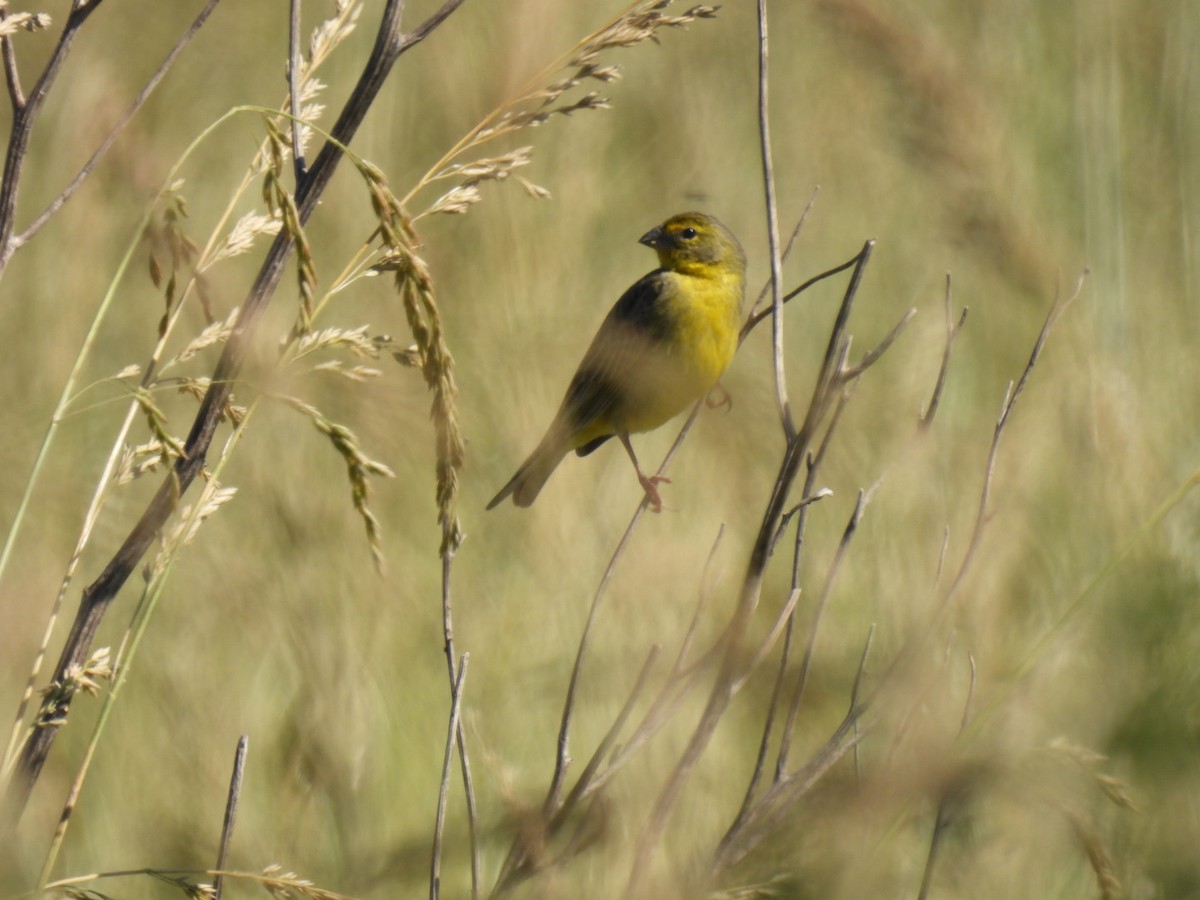 Grassland Yellow-Finch - ML646676358