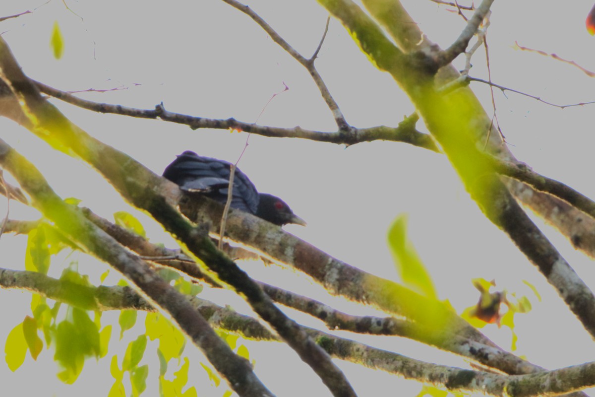 Коель великий - ML646676359