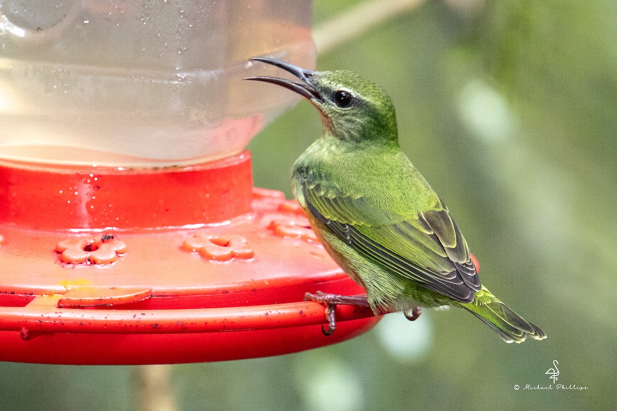 Red-legged Honeycreeper - ML646676360