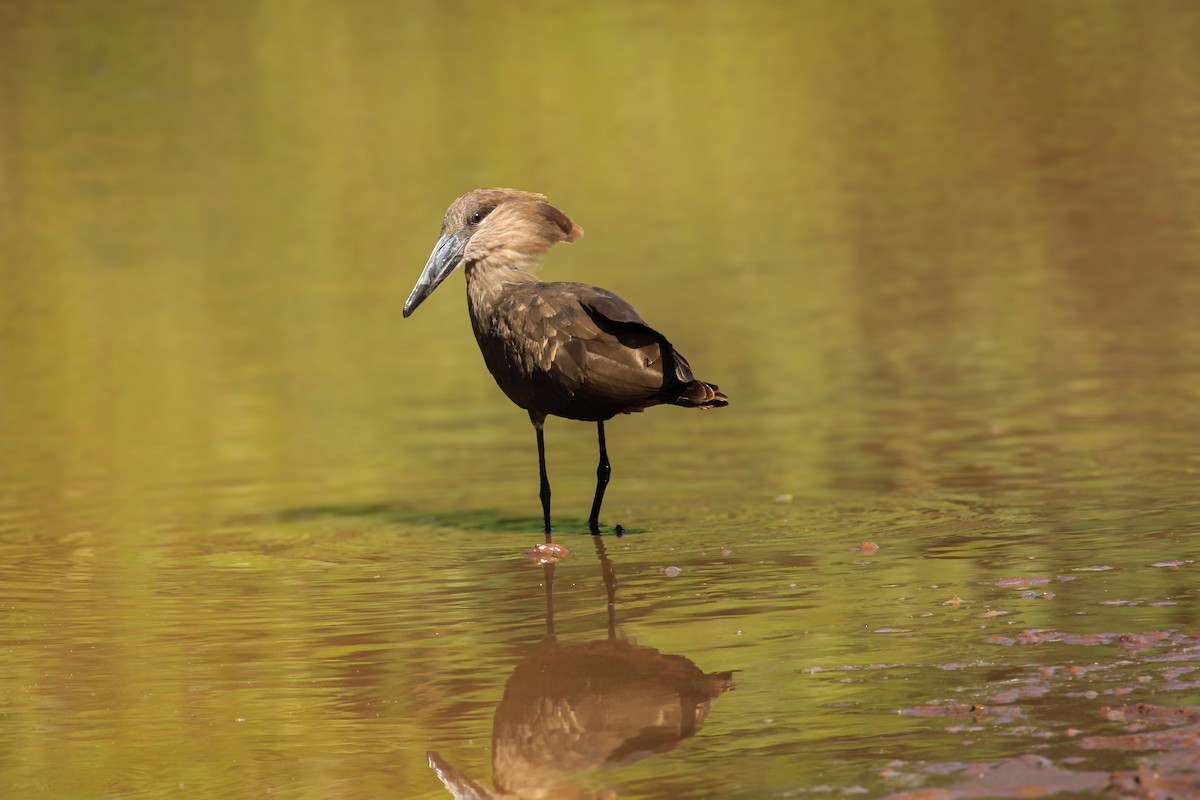 skyggefugl - ML646676361