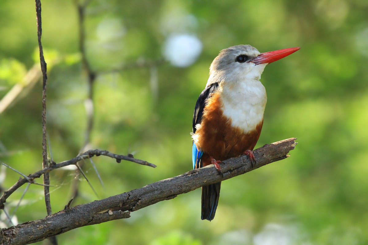 Gray-headed Kingfisher - ML646676362