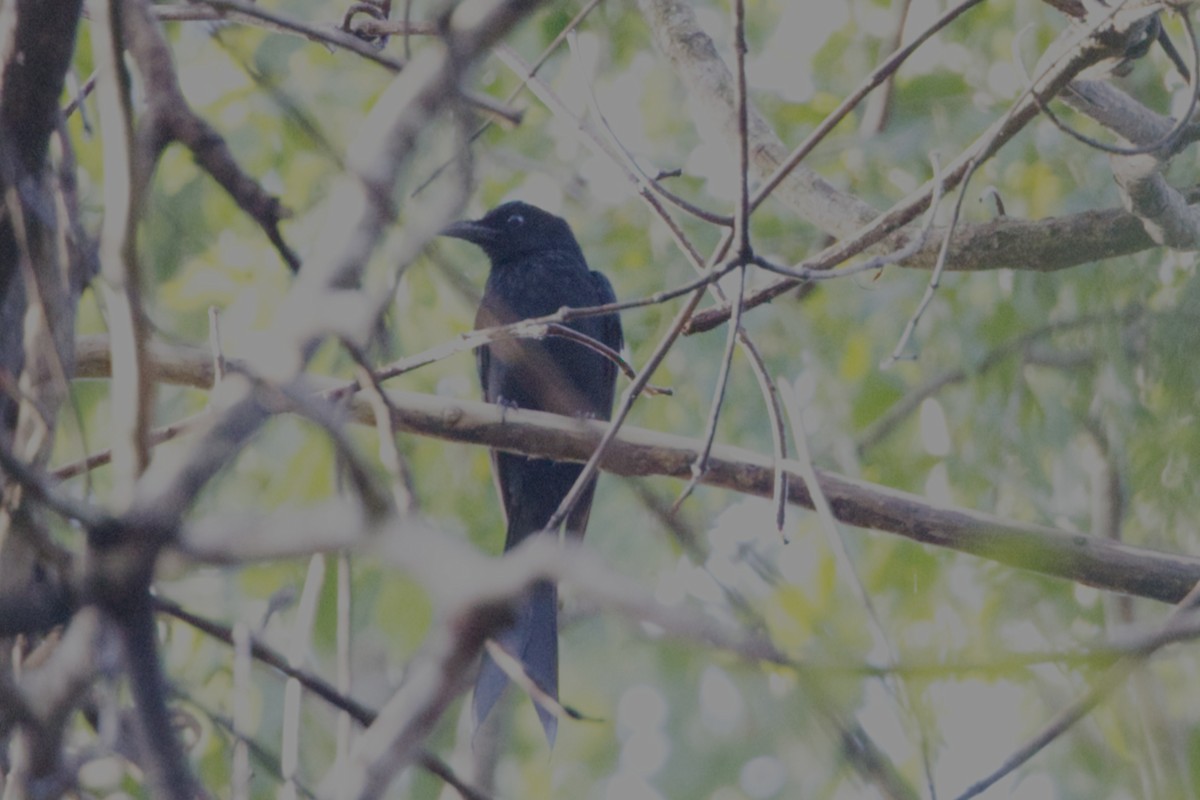 Andaman Drongo - ML646676363