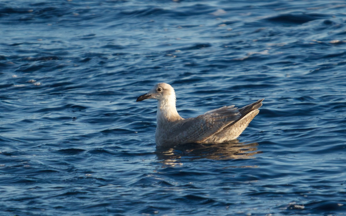 Glaucous-winged Gull - ML646676364