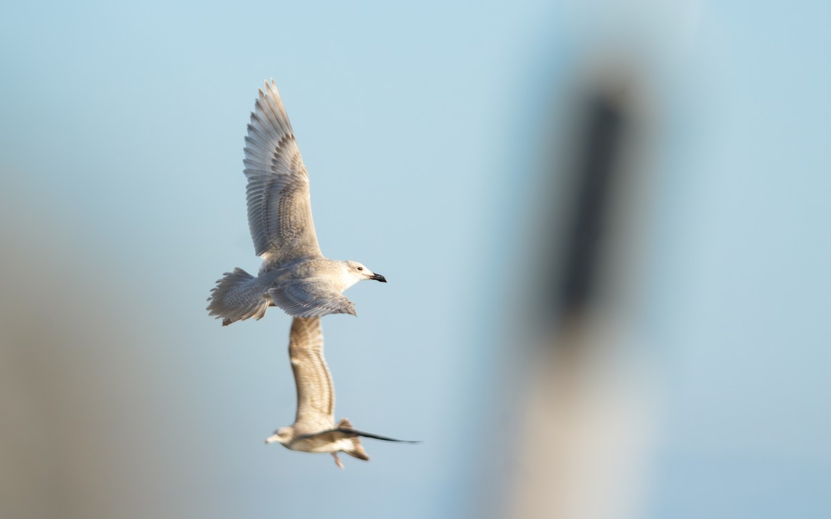 Glaucous-winged Gull - ML646676365