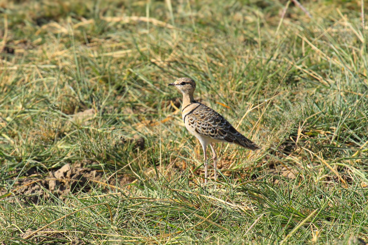 Double-banded Courser - ML646676367